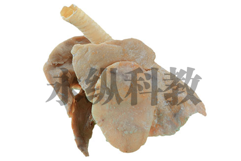 动物解剖塑化标本