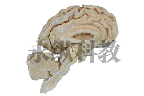 动物解剖塑化标本