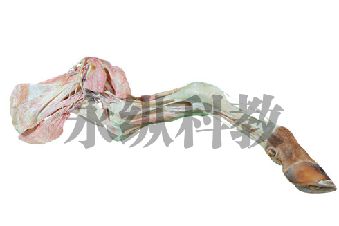 动物解剖塑化标本