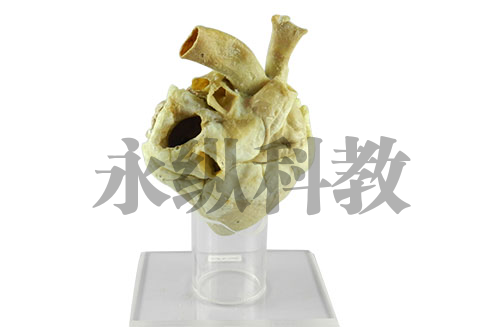 动物解剖塑化标本