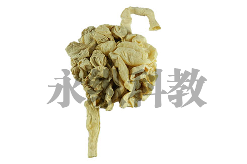 动物解剖塑化标本