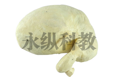 动物解剖塑化标本