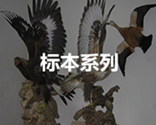 标本系列