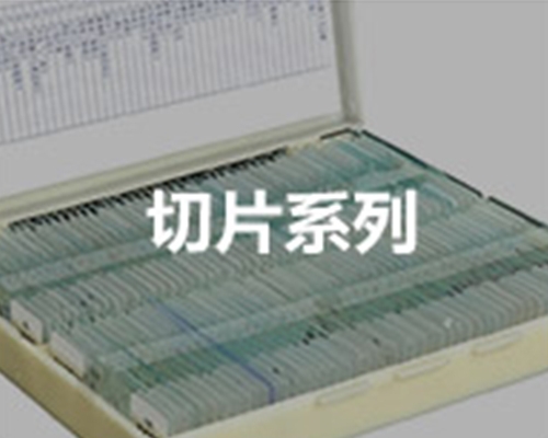 切片系列