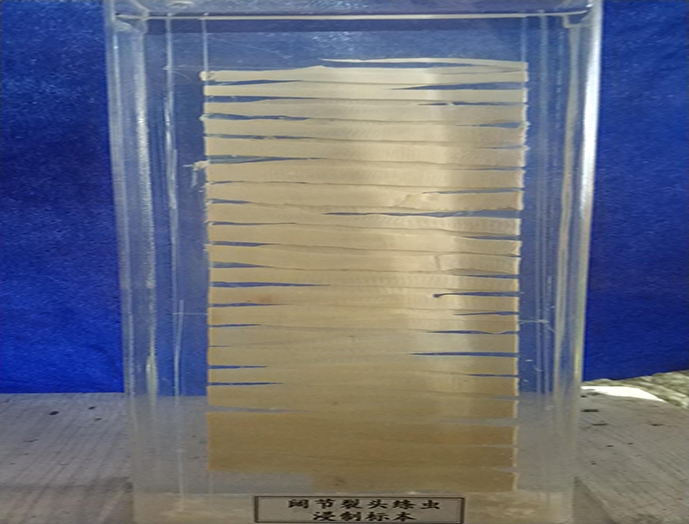 寄生虫浸制标本