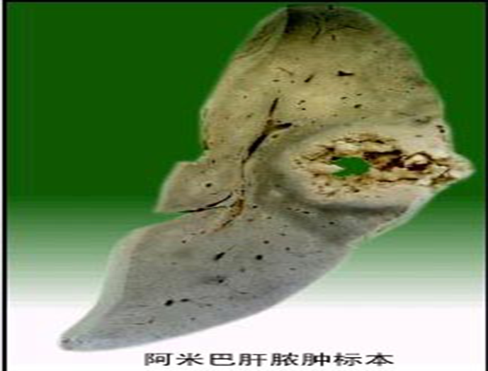 动物病理标本