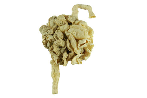 动物解剖塑化标本