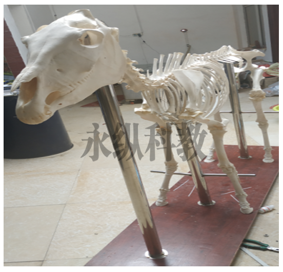 实验室动物标本