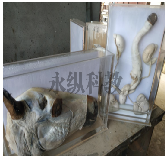 动物标本厂