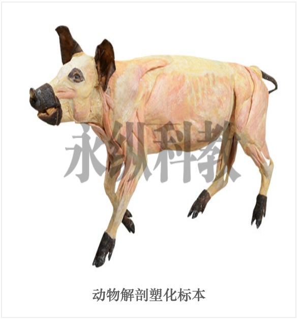 动物标本制作厂家
