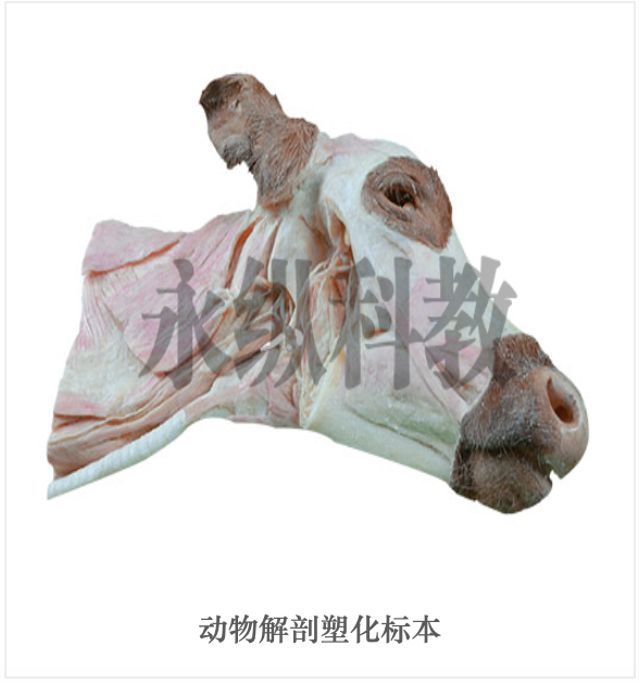 动物标本优质厂家