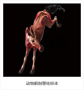 动物塑化标本