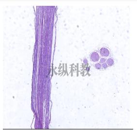 制作微生物标本