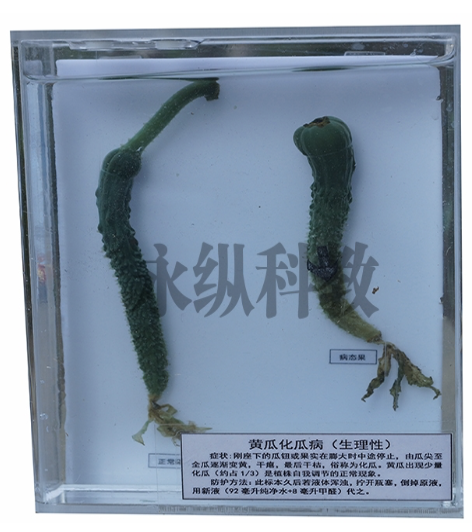 动植物标本
