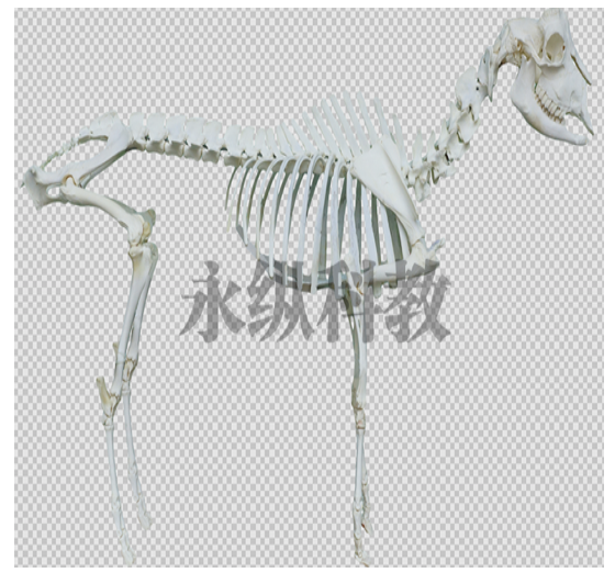 动物骨骼标本 动物骨骼标本