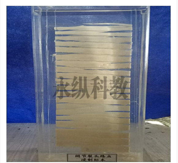 软体动物标本