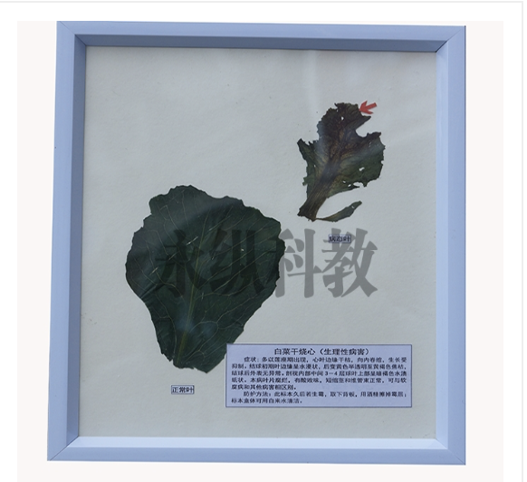 腊叶植物标本