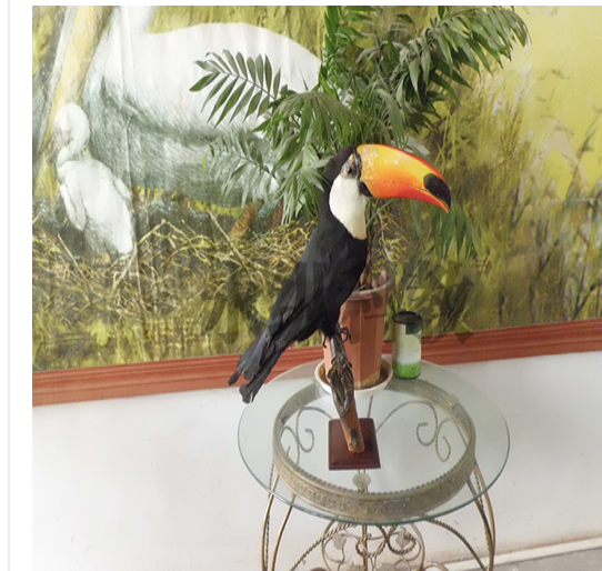 蛇类标本 蛇类标本