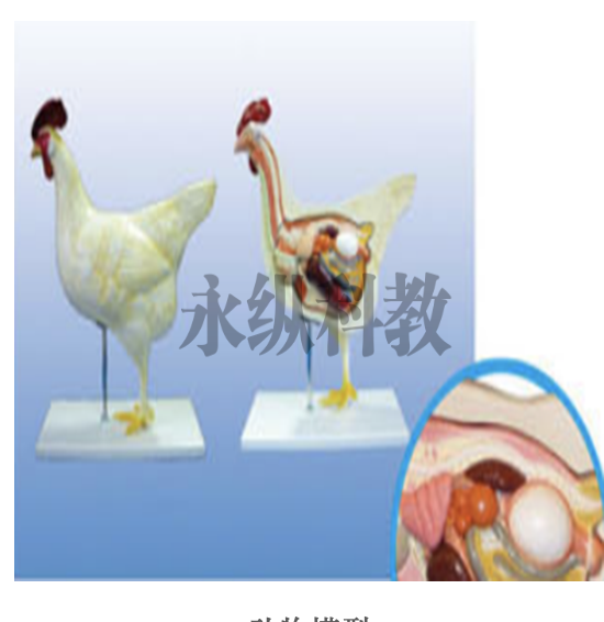 鸟类标本 鸟类标本