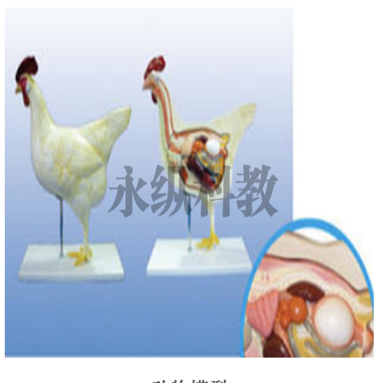 动物骨骼标本