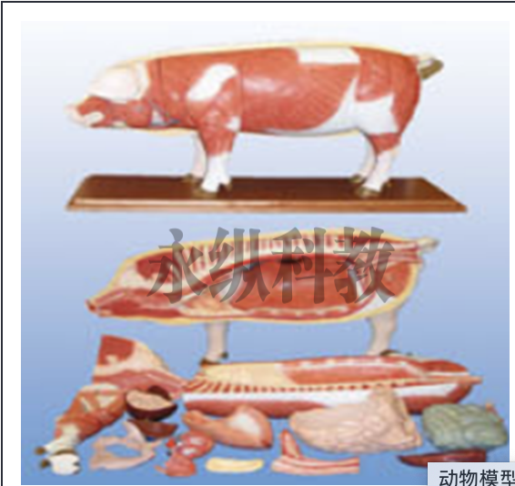 动物标本室 动物标本室