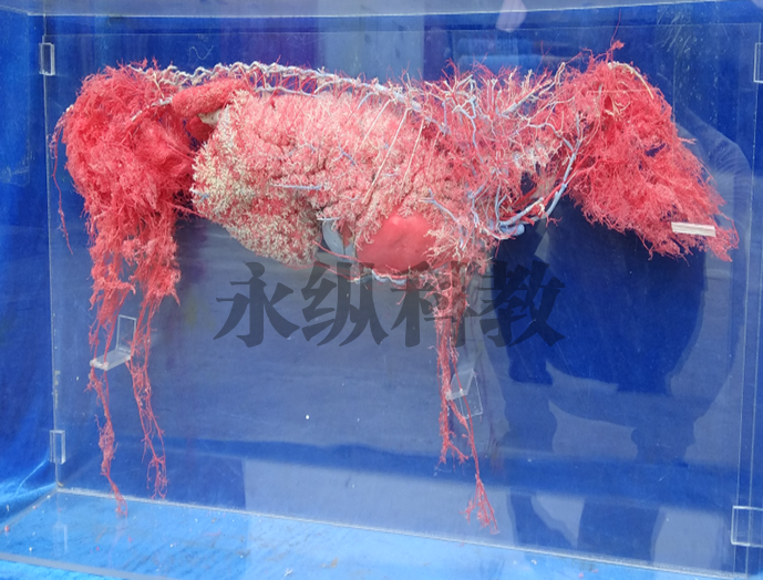 动物标本