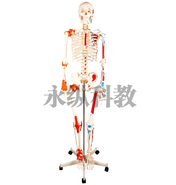解剖模型