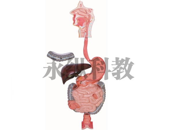 解剖模型