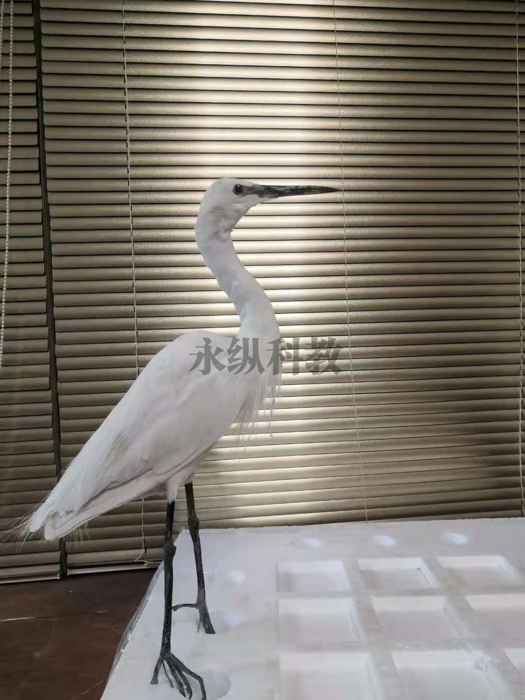 动物仿真标本