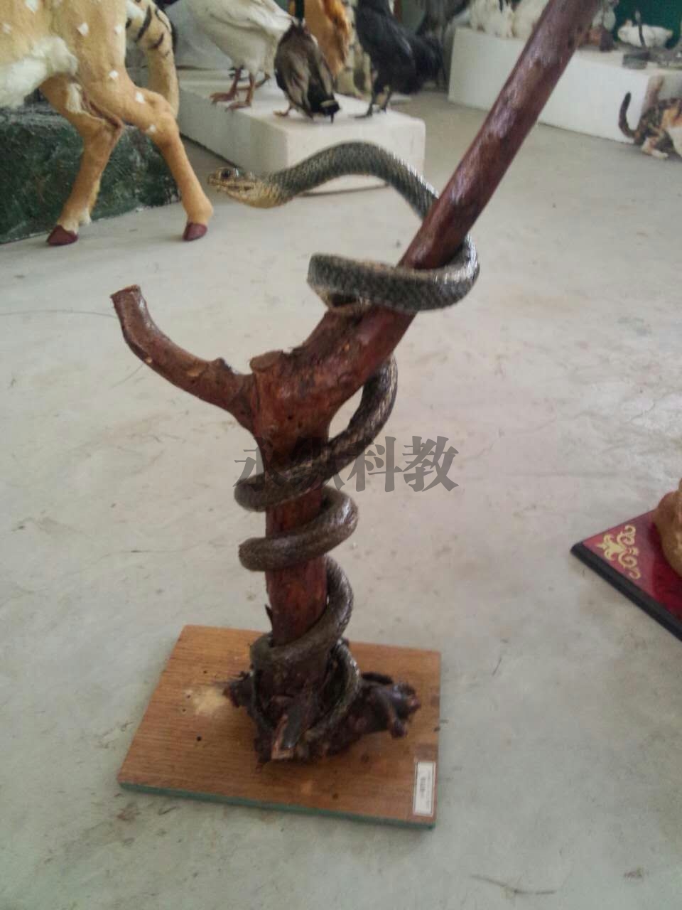 动物仿真标本