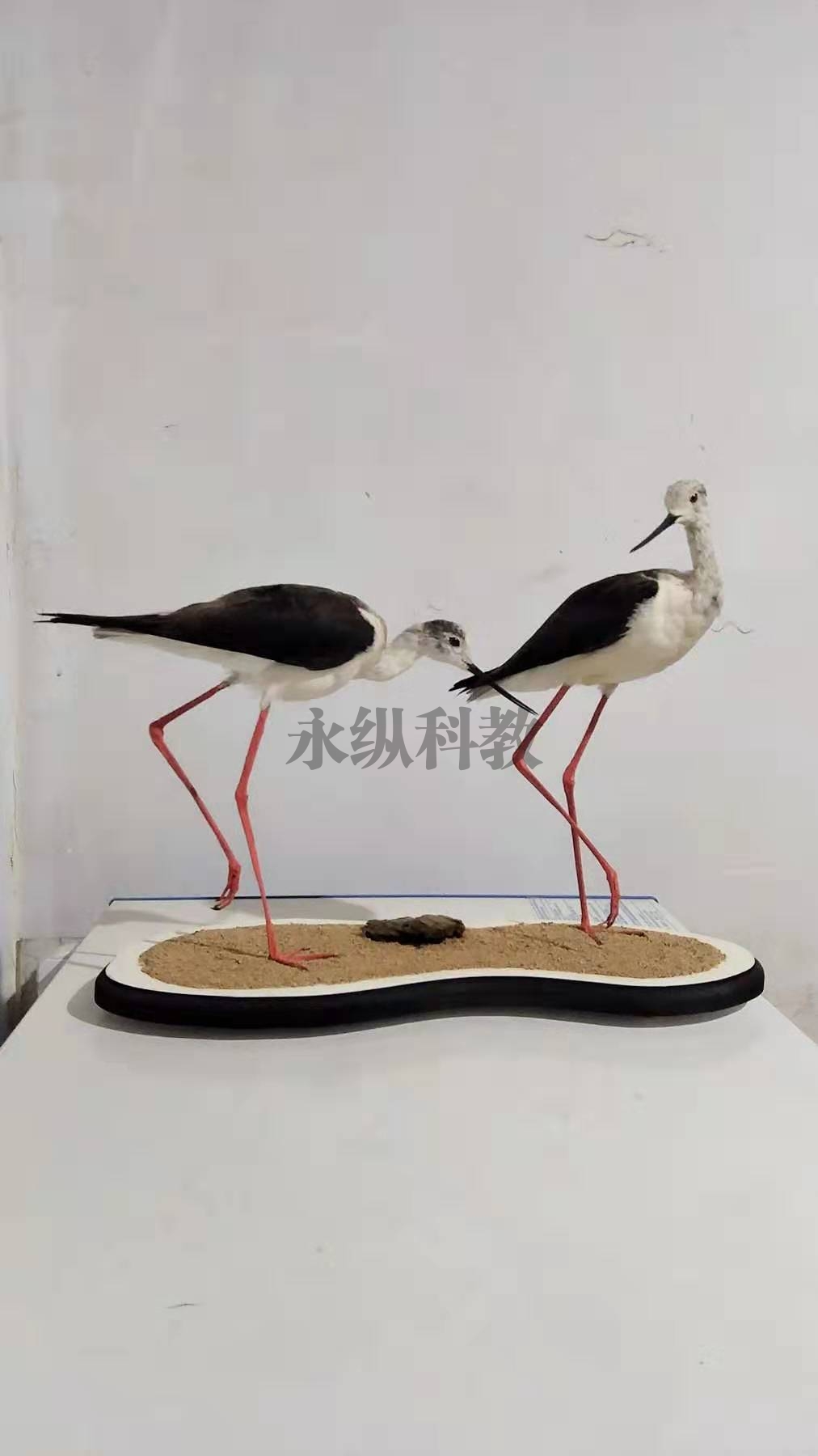 动物仿真标本
