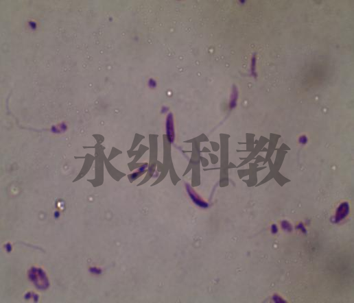 寄生虫切片