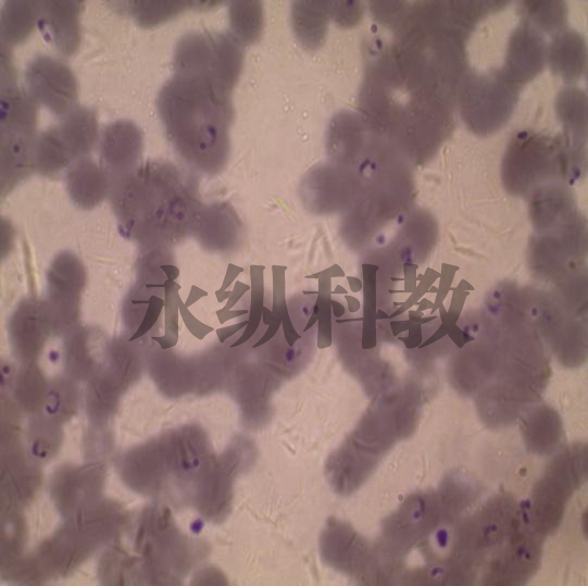 恶性疟原虫