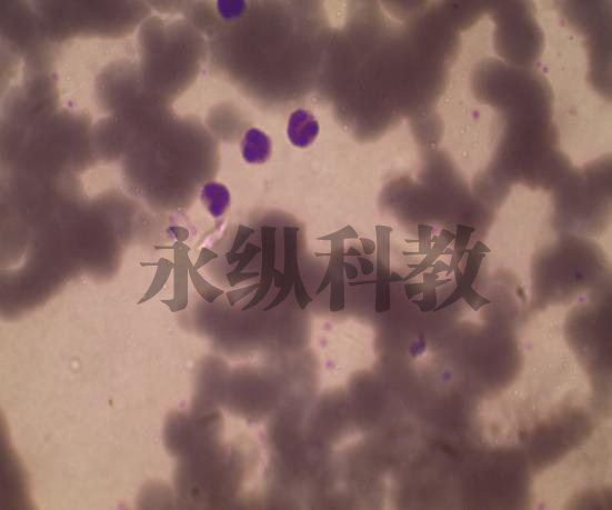 间日疟原虫