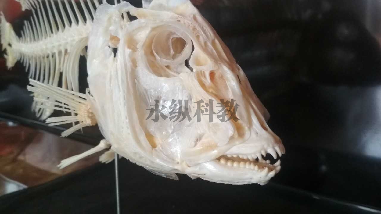 动物骨骼标本