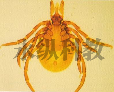 硬 蜱