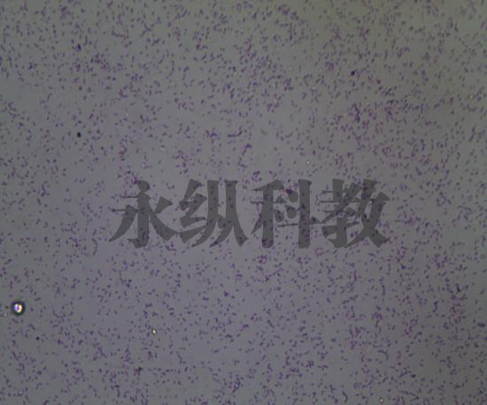 霍乱弧菌
