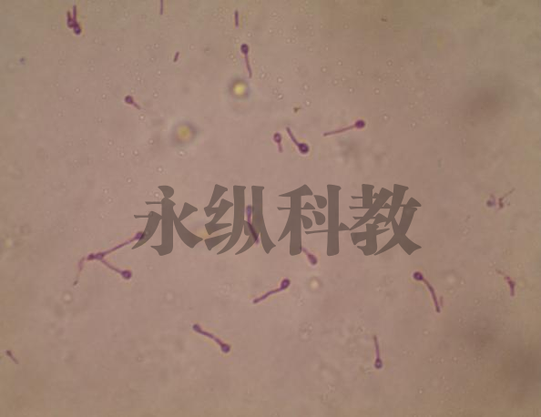 破伤风芽孢