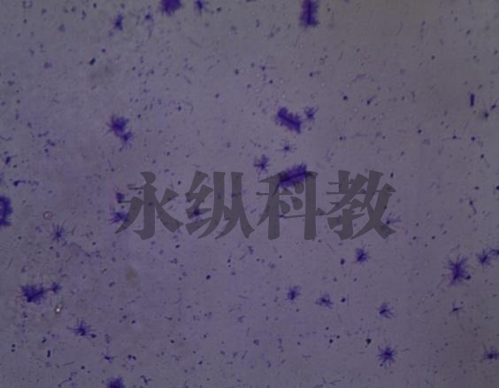 周鞭毛