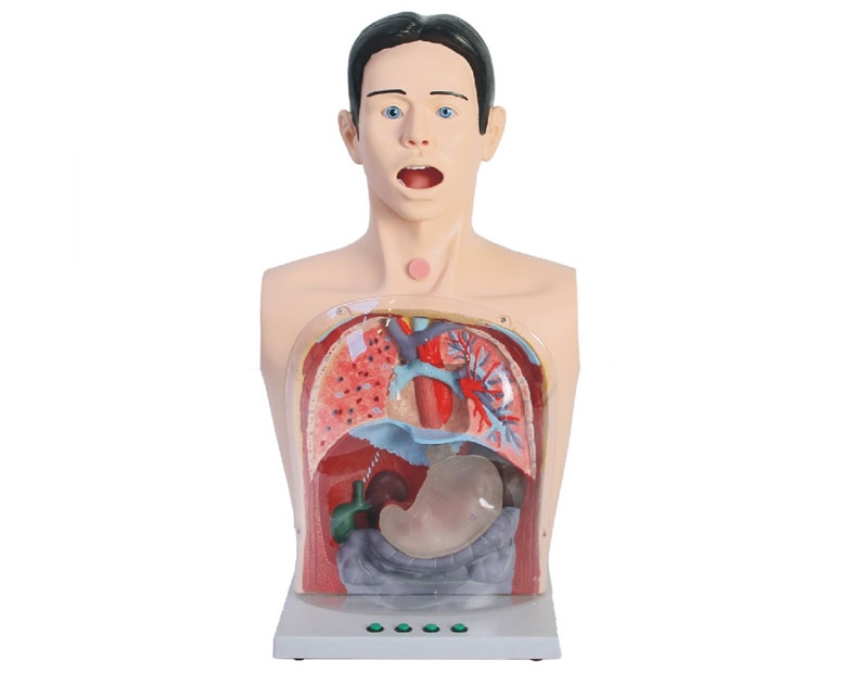 护理模型