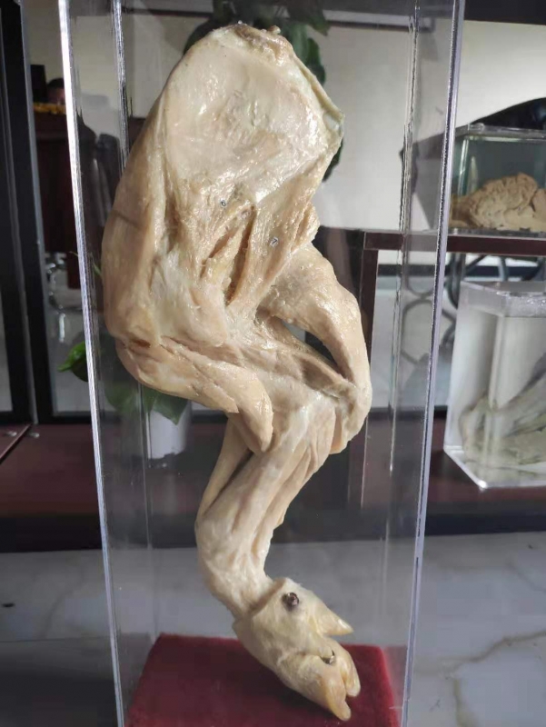 动物解剖塑化标本