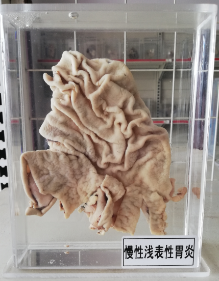 病理标本