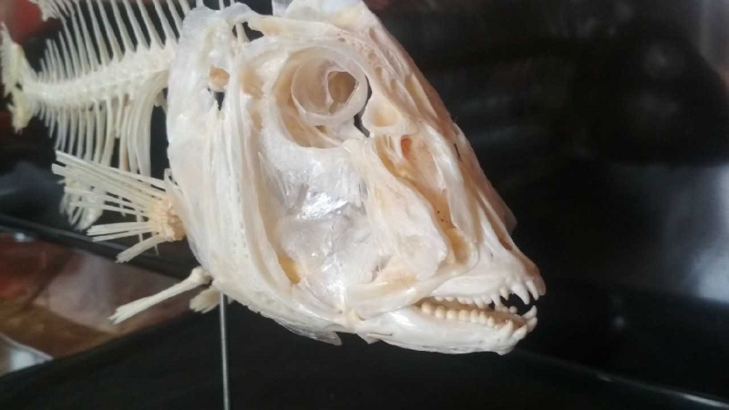动物骨骼标本