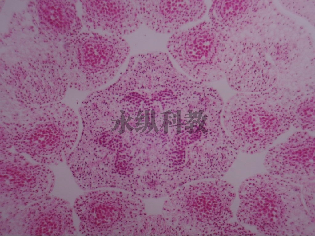 植物切片