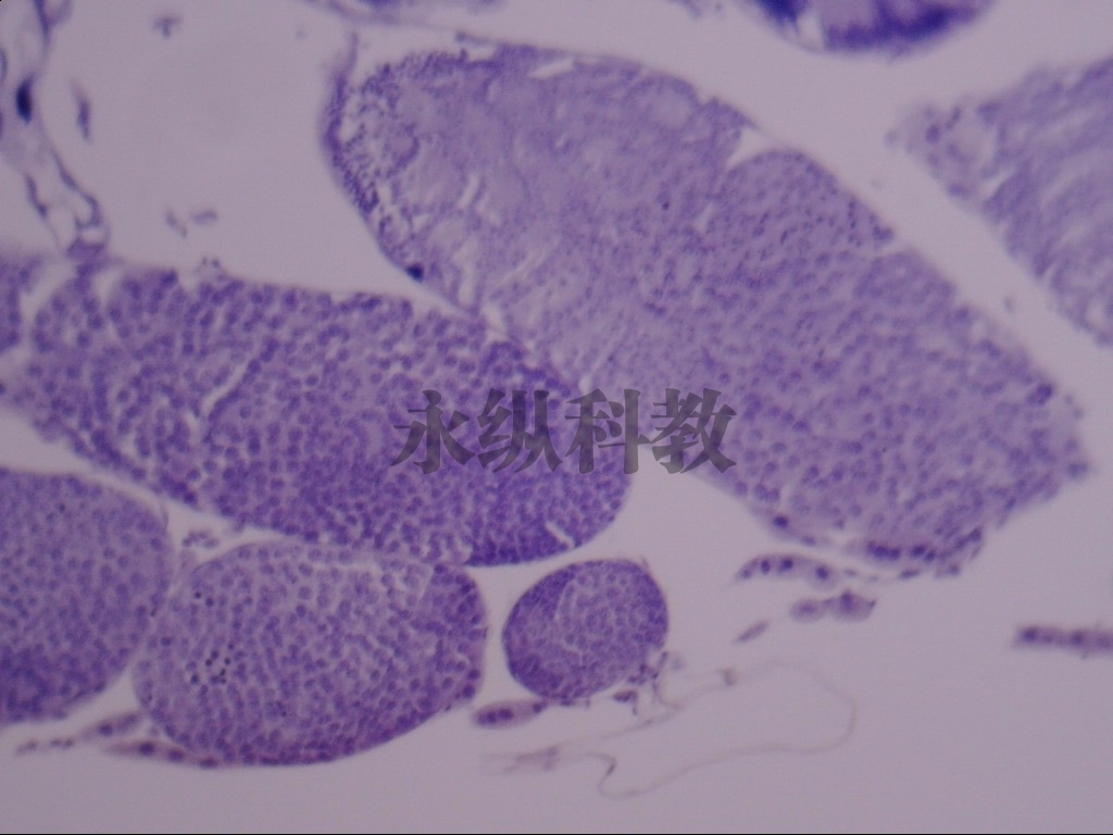 遗传学切片