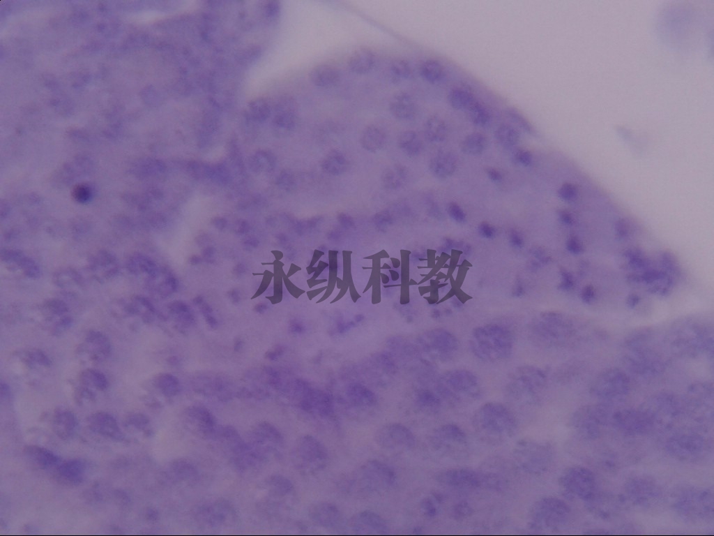 遗传学切片
