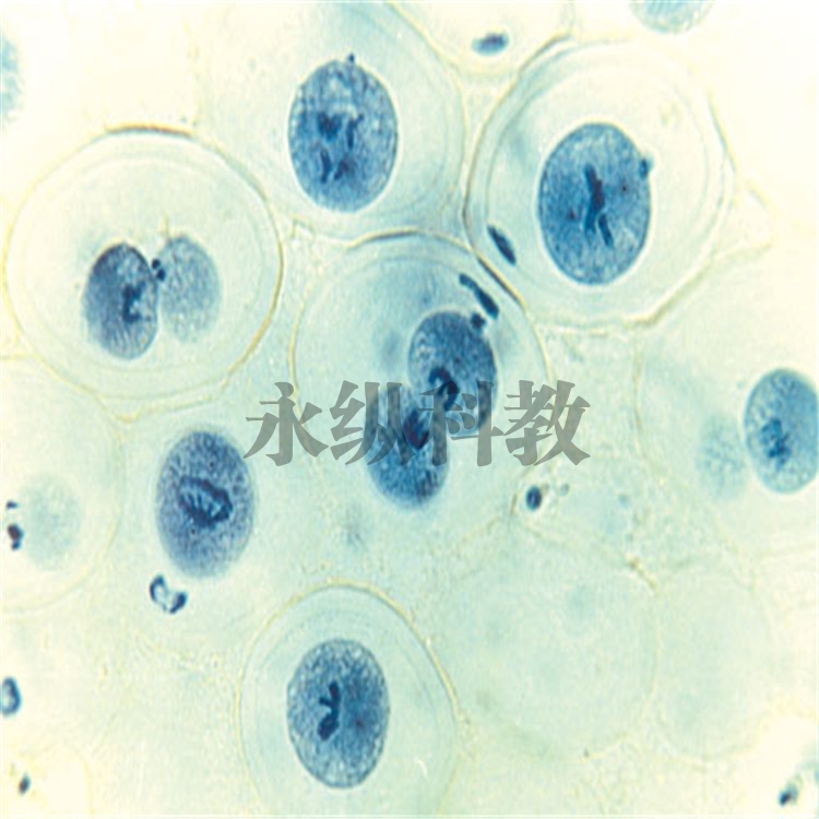 遗传学切片