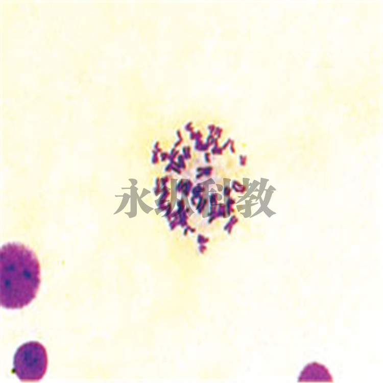 遗传学切片