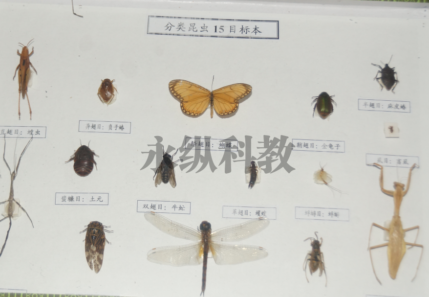 昆虫标本