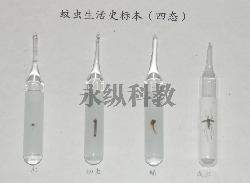 昆虫标本